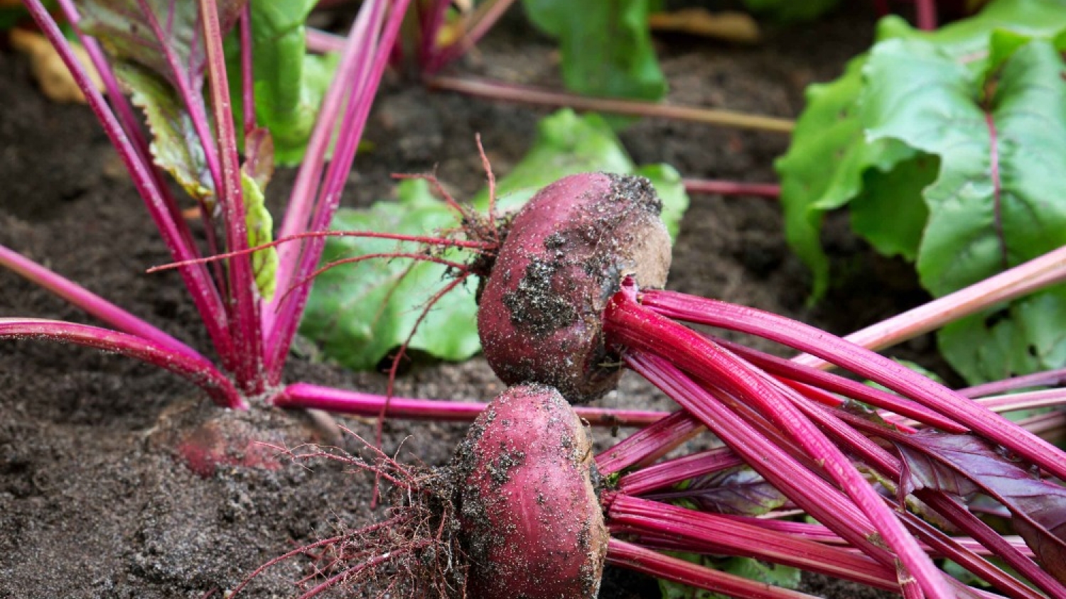 La remolacha forrajera llegó a la Patagonia y ya marca récords de producción de carne en la Argentina