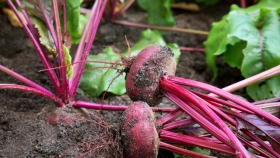 La remolacha forrajera llegó a la Patagonia y ya marca récords de producción de carne en la Argentina