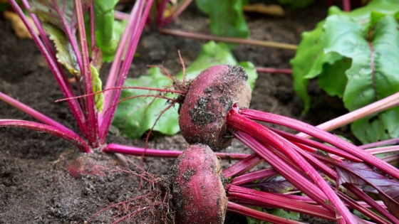La remolacha forrajera llegó a la Patagonia y ya marca récords de producción de carne en la Argentina