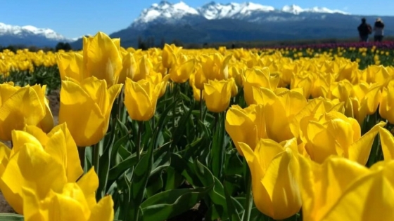 <Tulipanes de la Patagonia un paisaje único