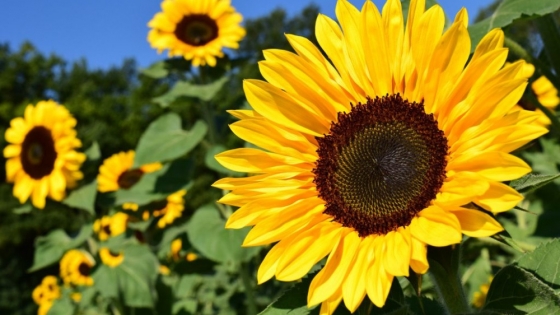 El girasol crece en el sudeste cordobés: un cultivo que avanza en terrenos tradicionalmente sojeros y maiceros