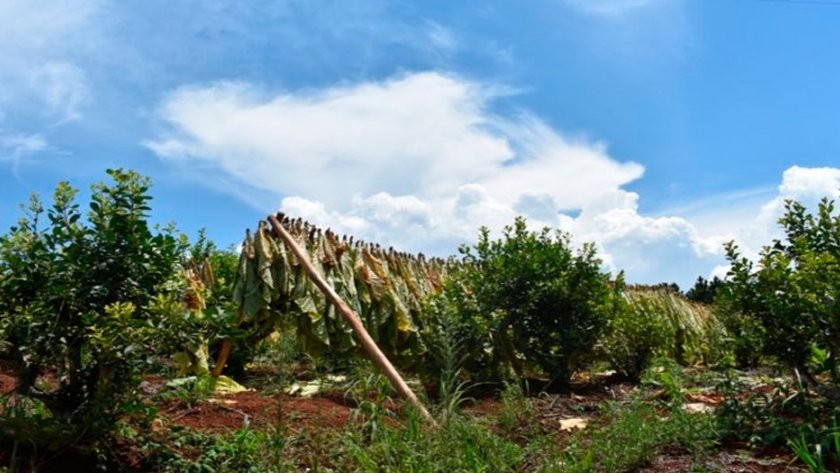 El acopio de tabaco superará los 30 millones de kilos, muy por encima de lo proyectado