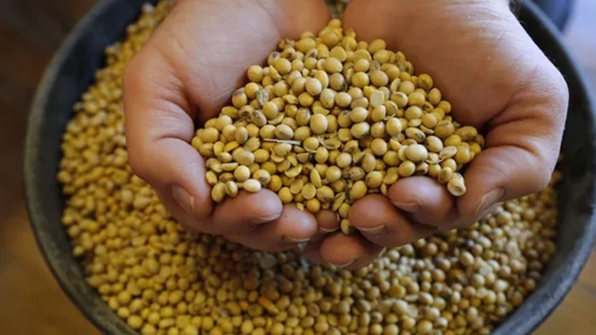 Fuertes bajas para el precio de la soja en medio de un desplome global