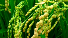 Registran una semilla de arroz con alta resistencia a herbicidas
