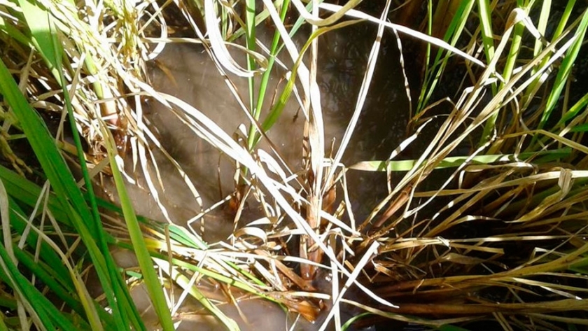 El INTA alertó por una nueva enfermedad en arroz y dio las claves para prevenirla