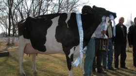 Las vacas entrerrianas que están en la elite de la raza Holando Argentina