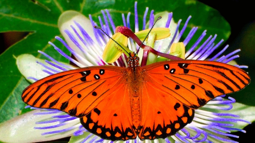 La importancia de conservar la biodiversidad en las ciudades