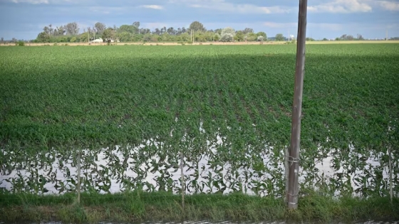 Intensas lluvias traen alivio al campo, pero generan desafíos operativos