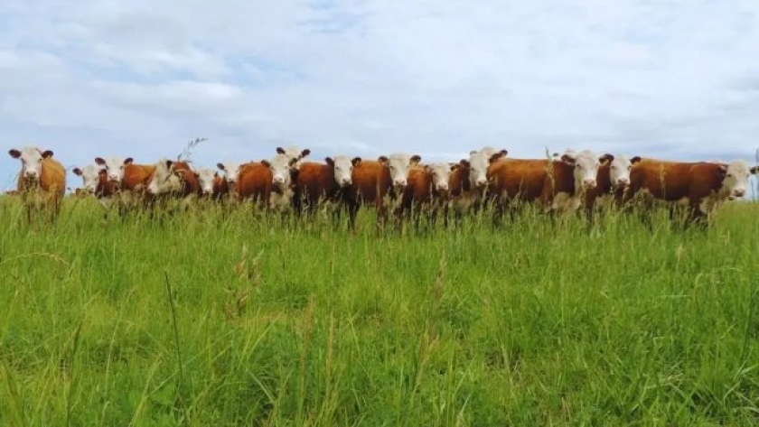 La cepa argentina modificada contra el herpesvirus trasciende fronteras