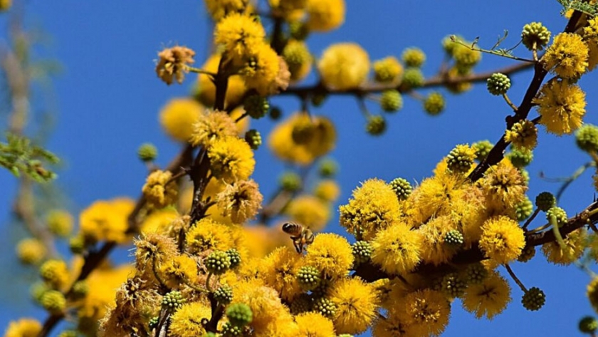 Se elegirá el árbol entrerriano entre 28 especies