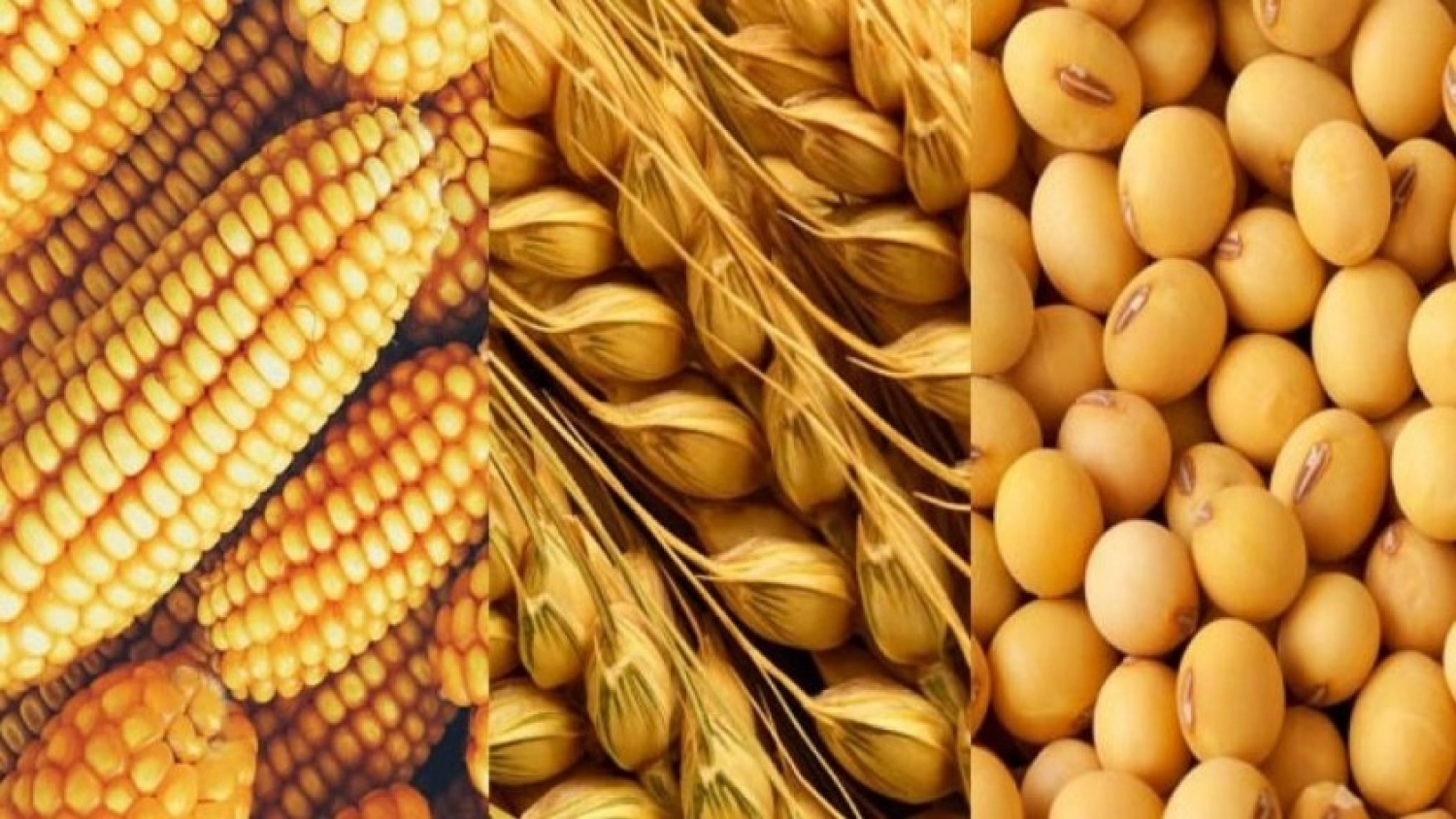 Stocks récord de granos y precios en alza: el mercado enfrenta una oferta abundante y clima incierto