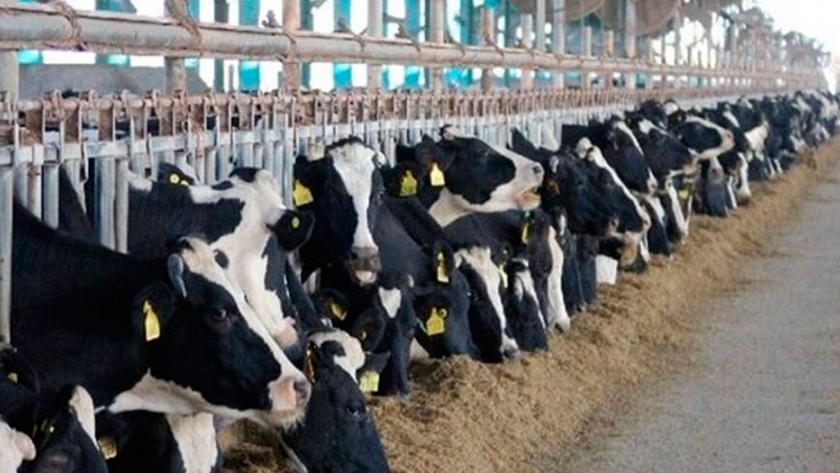 El costo de alimentación de las vacas lecheras es el más alto en los últimos 12 años