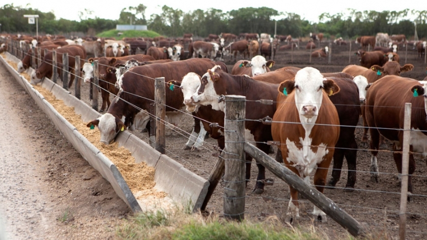 El pasado, presente y futuro del engorde a corral