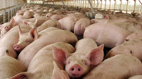 Desafíos fiscales y logísticos que afectan el crecimiento de la industria alimentaria argentina