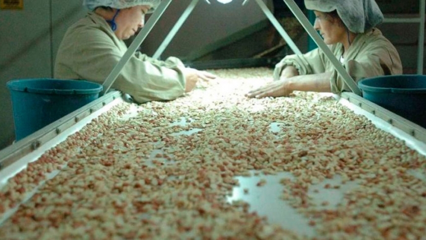 Se distribuye entre 22 firmas la exportación de maní a Estados Unidos