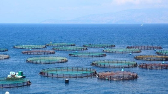 De los residuos del biodiésel al alimento para salmones: una pyme argentina abrió un nuevo mercado en Chile