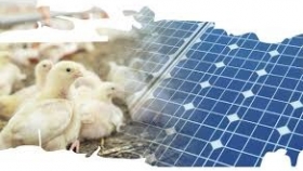 Autoconsumo Solar para Granjas Avícolas