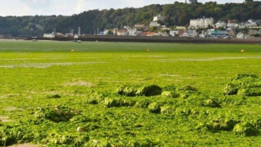 La lechuga marina podría ser un futuro biocombustible