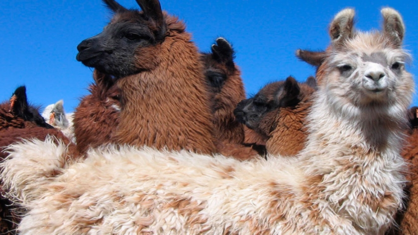 Impulsan en argentina la producción sostenible de llamas y alpacas