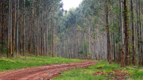 Argentina y su potencial para exportar madera certificada ‘Libre de Deforestación’: una oportunidad única en el marco de la nueva reglamentación europea