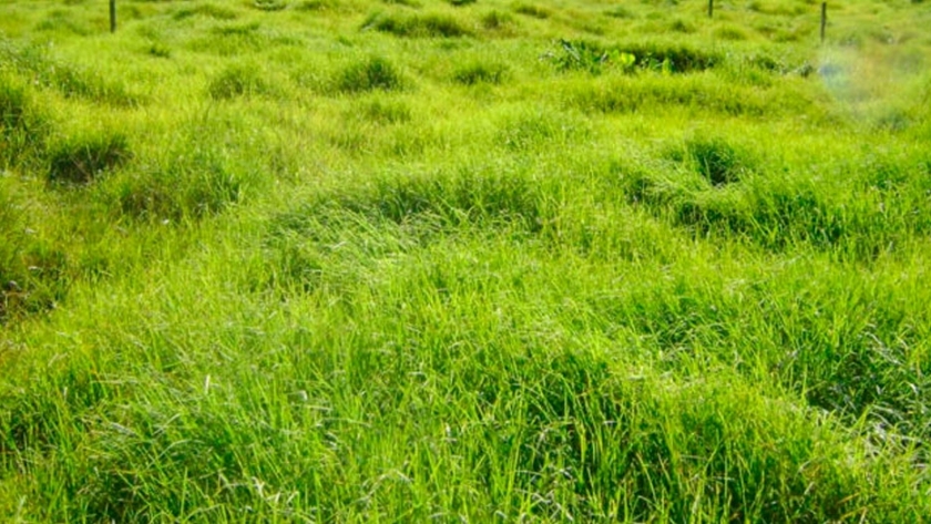 Una forrajera que tolera sequía y suelos salinos
