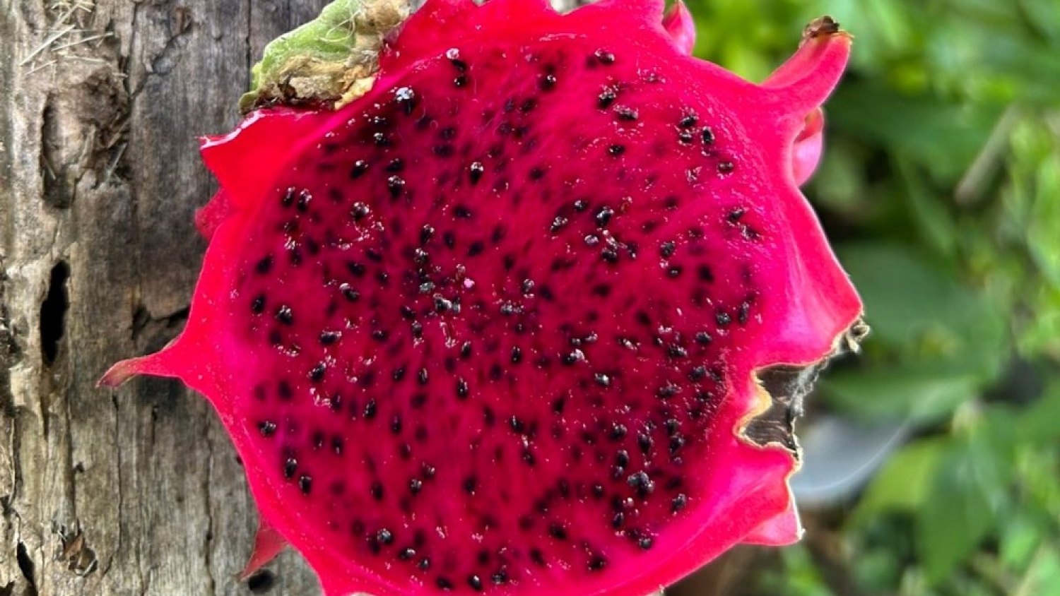 Pitahaya: el cultivo que gana terreno en el norte argentino