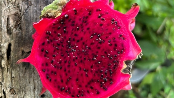 Pitahaya: el cultivo que gana terreno en el norte argentino