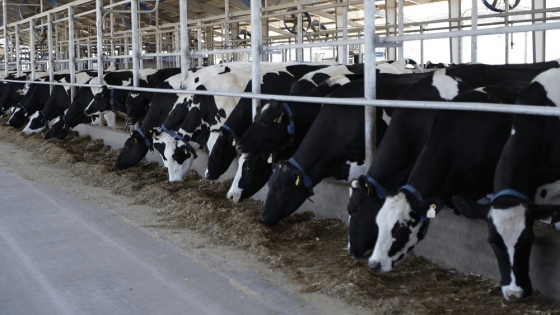 <La producción de leche tuvo su peor caída en más de cuatro años