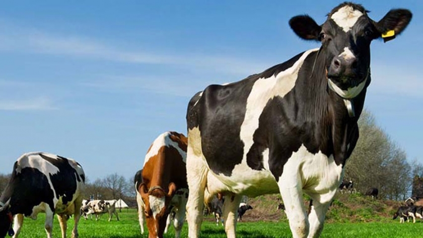 Cambios en la dieta bovina reduciría emisiones de metano