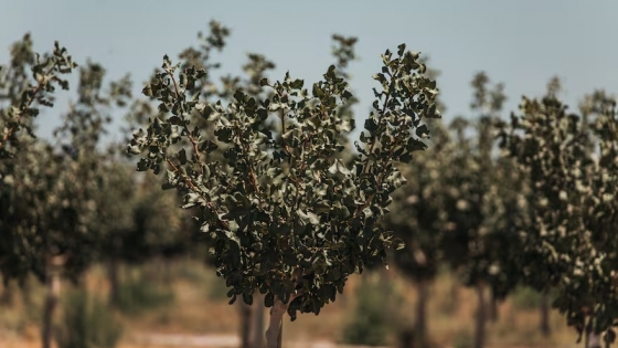 San Juan se posiciona como epicentro del pistacho en Argentina con fuerte impulso exportador
