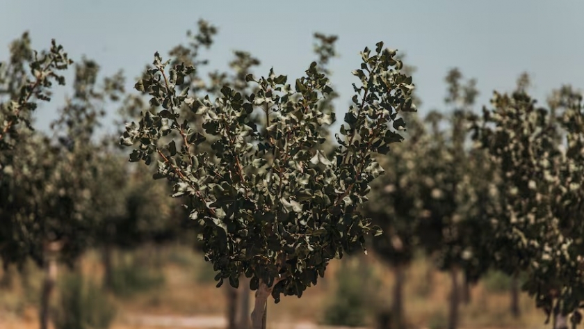 San Juan se posiciona como epicentro del pistacho en Argentina con fuerte impulso exportador