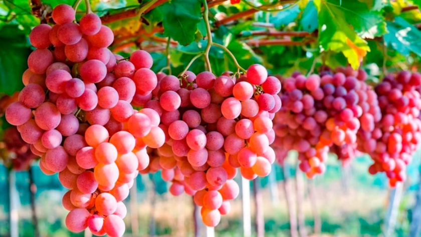 Productores de uva en fresco tienen hasta mañana para inscribirse en el SMI