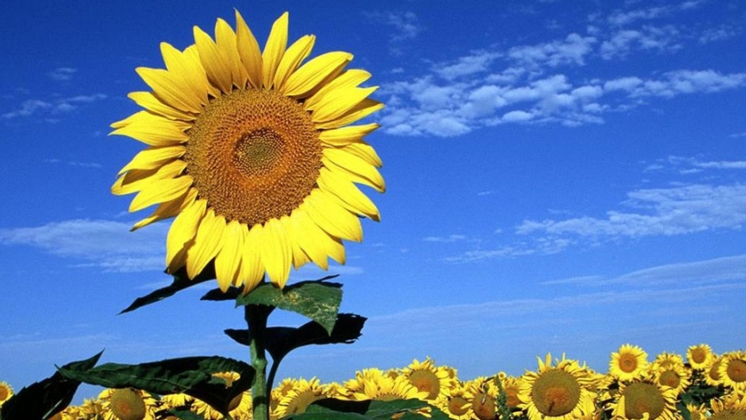 Rematarán el primer lote de girasol de la Campaña 2020/21