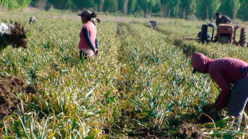 Cómo están resolviendo la mano de obra para la cosecha del ajo