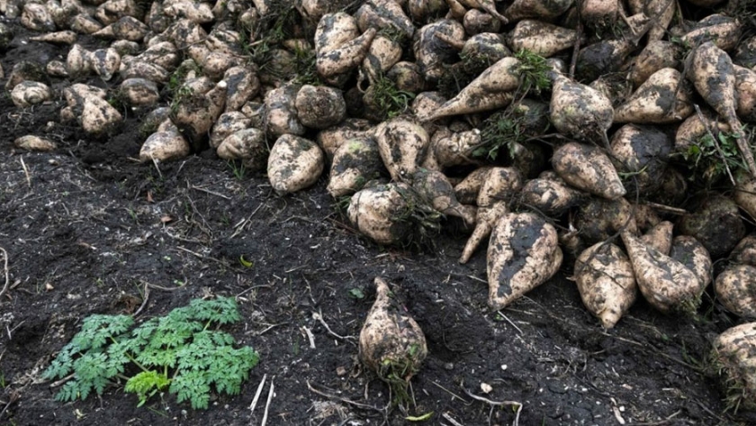 Las plantaciones de remolacha en Francia se desploman a pesar del aumento de la prohibición neónica