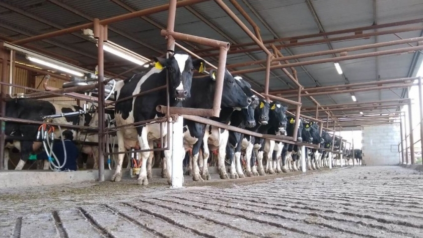 Proponen un sistema de control nacional del uso de estiércol y purines de tambos L