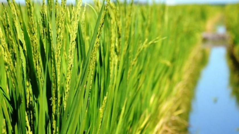 Se cosechó el 56% del arroz y el 30% del sorgo implantado en Entre Ríos