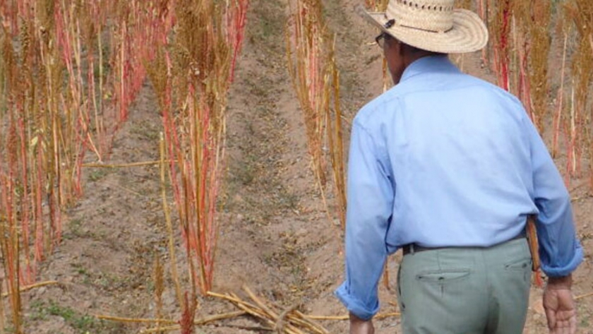 José María Bageneta estudió el caso del amaranto en México y cree que aquí podría ser una opción válida para pequeños productores organizados