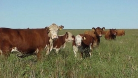 La cría bovina mejora márgenes en 2025 y supera el promedio histórico