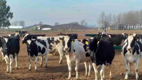En Santa Fe trabajan en una Súper Alfalfa