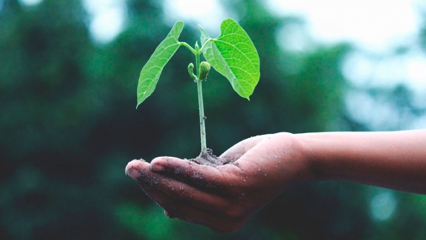 La clave para aumentar la producción de soja sería la nutrición de los cultivos 