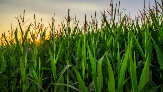 En el Día Internacional de los Fertilizantes, Profertil reafirma su compromiso con la producción agrícola sostenible