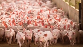 Diseñando un campo de producción porcina: consideraciones clave