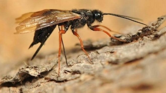 Una avispa que alarma al sector forestal regional y obliga a reforzar la vigilancia en Argentina
