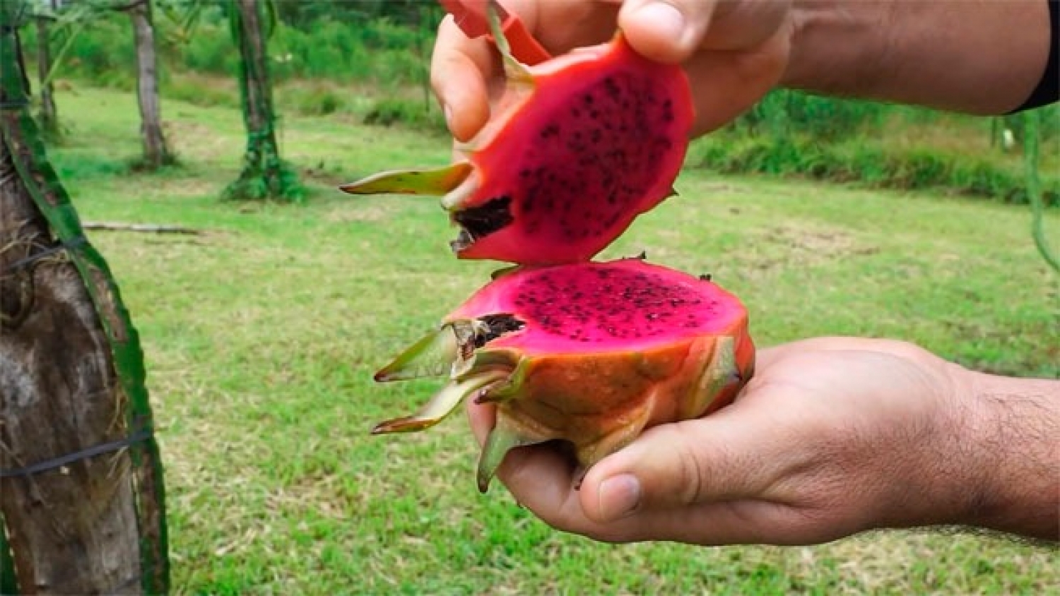 De cultivo exótico a promesa exportadora: cómo la pitahaya se abre paso en la economía misionera