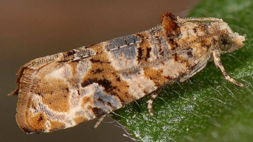Mendoza: se lanzó el primer alerta para el control de la plaga Lobesia botrana