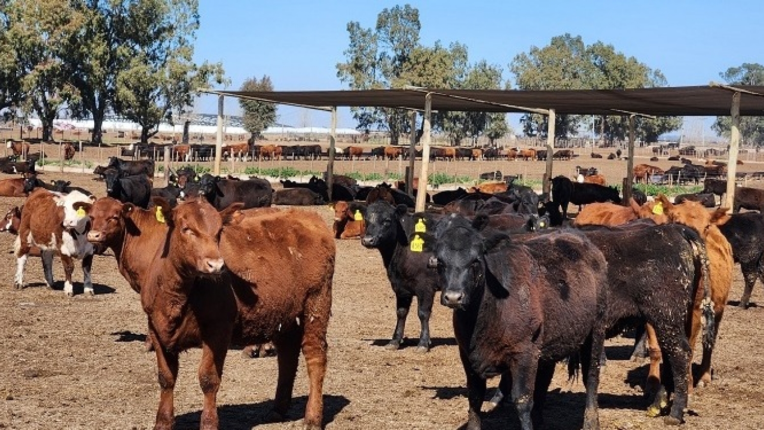 Engorde a corral: más hacienda, pérdidas y mayor peso de faena