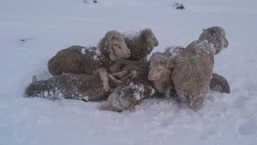 ¿Y qué sucedió en Chubut luego de la gran nevada? Volvió la sequía, cayó el stock, se demora la Ley Ovina y a la lana le subieron las retenciones