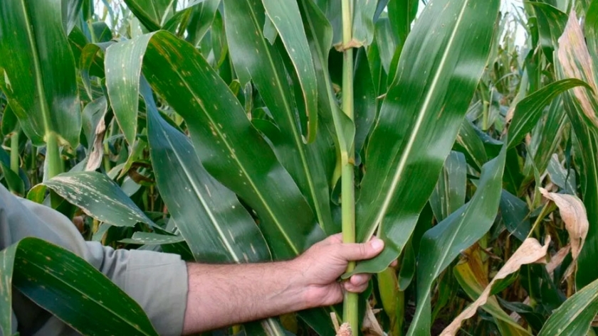 Claves para el monitoreo de malezas resistentes
