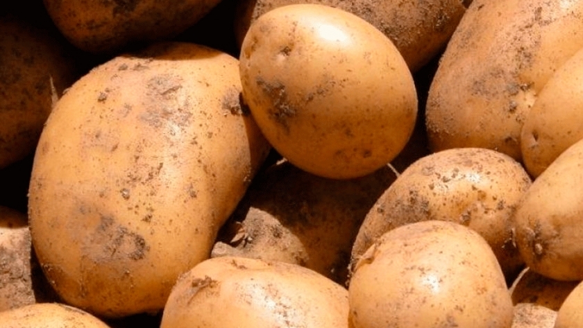 El desafío de crear una papa más resistente